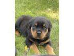 Rottweiler Puppy for sale in Eaton Rapids, MI, USA