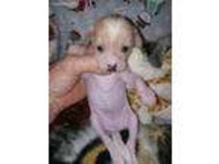 Chinese Crested Puppy for sale in York, SC, USA