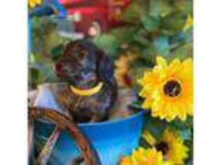 Dachshund Puppy for sale in Richmond, VA, USA