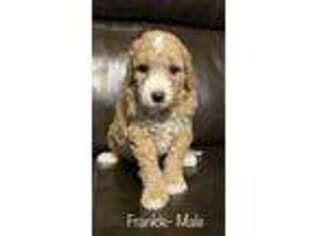 Goldendoodle Puppy for sale in Cleveland, OK, USA