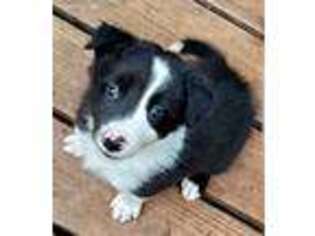 Border Collie Puppy for sale in Wolfe City, TX, USA