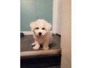 Bichon Frise Puppy for sale in Independence, MO, USA