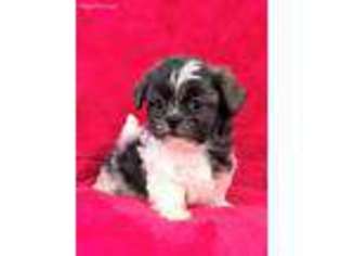 Shih-Poo Puppy for sale in Peyton, CO, USA
