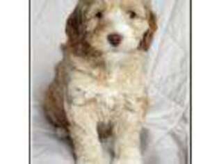 Labradoodle Puppy for sale in Palm City, FL, USA