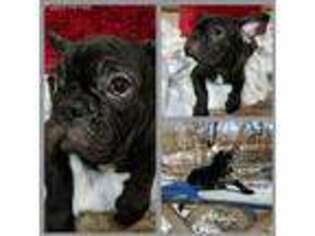French Bulldog Puppy for sale in Wright City, MO, USA