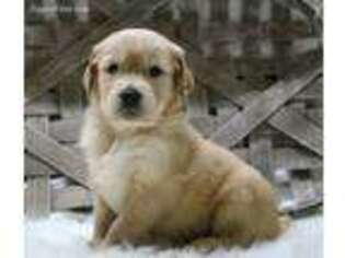 Golden Retriever Puppy for sale in Bowling Green, KY, USA
