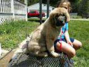 Tibetan Mastiff Puppy for sale in Priest River, ID, USA