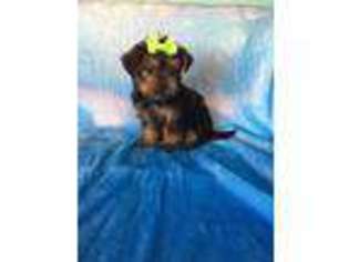 Yorkshire Terrier Puppy for sale in Edgewater, FL, USA