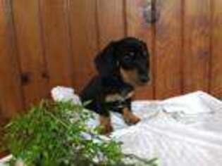 Dachshund Puppy for sale in Holmesville, OH, USA