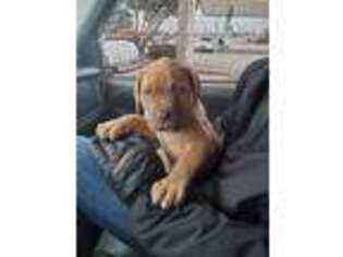 Mastiff Puppy for sale in Auburn, MA, USA