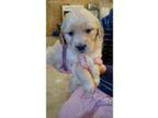 Golden Retriever Puppy for sale in Bridgewater, ME, USA