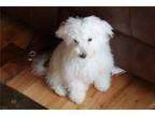 Bichon Frise Puppy for sale in Asheville, NC, USA