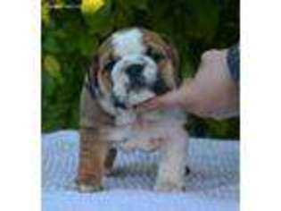 Bulldog Puppy for sale in Olympia, WA, USA