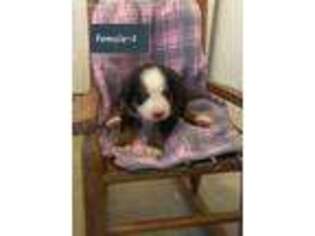 Bernese Mountain Dog Puppy for sale in Mansfield, MO, USA