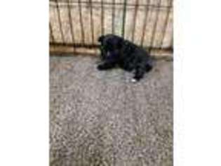 Mutt Puppy for sale in Benson, NC, USA
