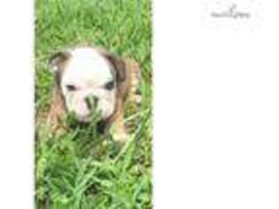 Bulldog Puppy for sale in Wilmington, NC, USA