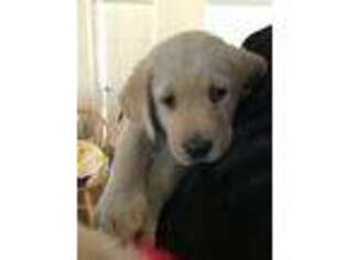 Labrador Retriever Puppy for sale in Cornish, NH, USA