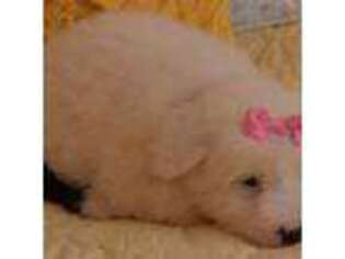 Old English Sheepdog Puppy for sale in Chicago, IL, USA