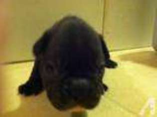French Bulldog Puppy for sale in BRITTON, MI, USA