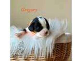 Cavalier King Charles Spaniel Puppy for sale in Hanska, MN, USA