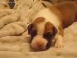 Boxer Puppy for sale in Wheatfield, IN, USA
