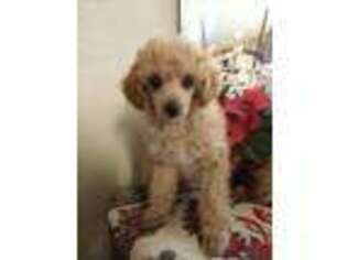 Mutt Puppy for sale in Butler, PA, USA
