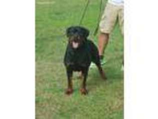 Rottweiler Puppy for sale in Bloomington, CA, USA