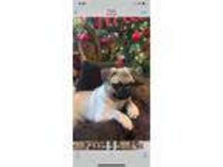Pug Puppy for sale in Petal, MS, USA
