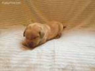 Labrador Retriever Puppy for sale in Canton, GA, USA