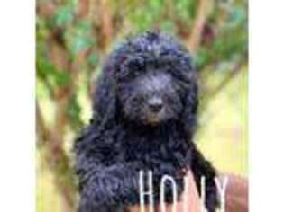 Labradoodle Puppy for sale in Springvale, ME, USA