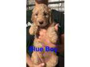 Goldendoodle Puppy for sale in Palm Coast, FL, USA