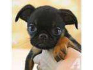 Brussels Griffon Puppy for sale in NAPLES, FL, USA
