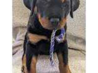 Rottweiler Puppy for sale in Orange, TX, USA
