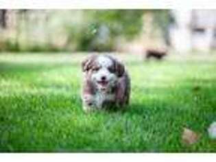 Miniature Australian Shepherd Puppy for sale in Broomfield, CO, USA