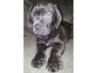 Cane Corso Puppy for sale in Conshohocken, PA, USA