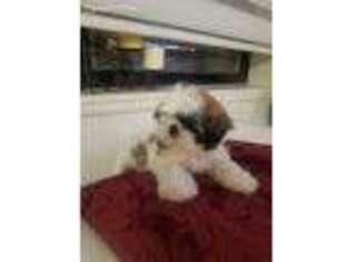 Mutt Puppy for sale in Flushing, NY, USA