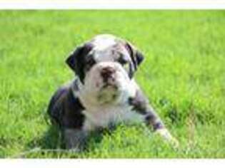 Olde English Bulldogge Puppy for sale in Graham, TX, USA
