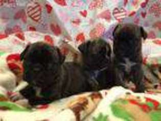 Pug Puppy for sale in Saint Peters, MO, USA