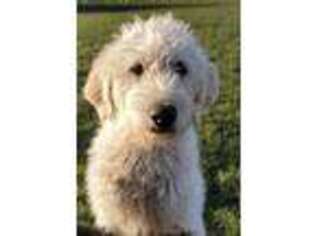 Labradoodle Puppy for sale in Dixon, CA, USA