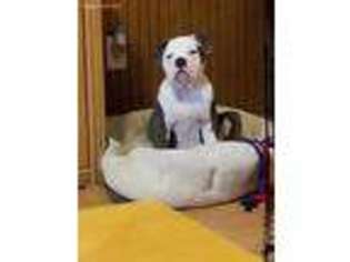 Olde English Bulldogge Puppy for sale in New Haven, MI, USA