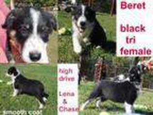 Border Collie Puppy for sale in Decatur, AR, USA