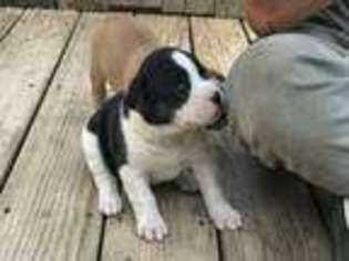 Olde English Bulldogge Puppy for sale in Omaha, NE, USA