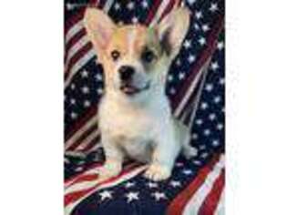 Pembroke Welsh Corgi Puppy for sale in Hartville, MO, USA