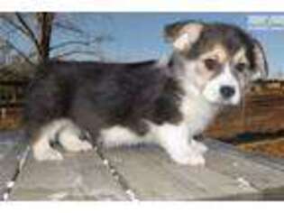 Pembroke Welsh Corgi Puppy for sale in Kirksville, MO, USA