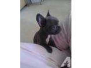French Bulldog Puppy for sale in SOUTH HAVEN, MI, USA