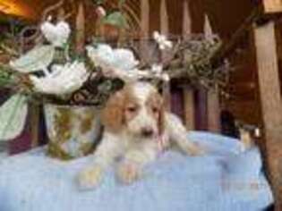 English Setter Puppy for sale in New Bethlehem, PA, USA