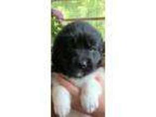 Newfoundland Puppy for sale in Lowgap, NC, USA