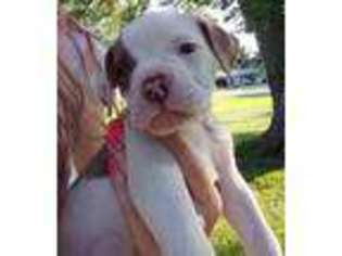 American Bulldog Puppy for sale in North East, PA, USA