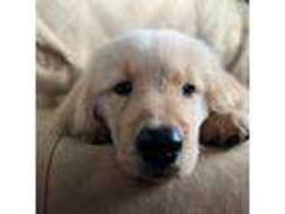 Golden Retriever Puppy for sale in Johnstown, CO, USA