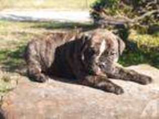 Olde English Bulldogge Puppy for sale in ORONOGO, MO, USA